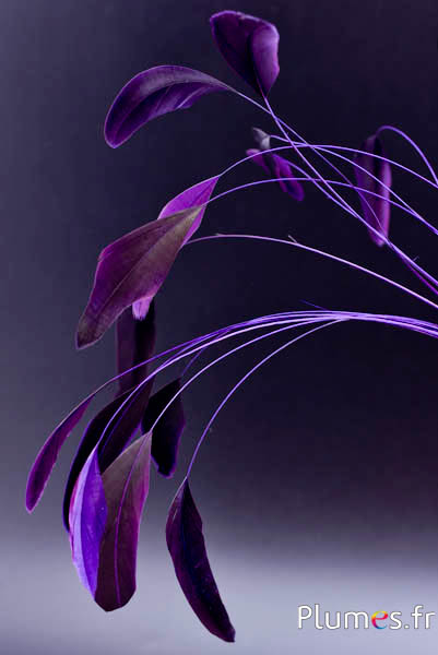Coquetip - 20-25 cm - violet-noir